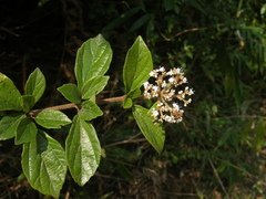Viburnum foetidum