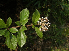 Viburnum foetidum