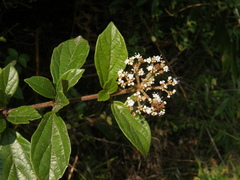 Viburnum foetidum