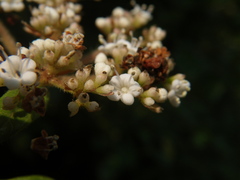 Viburnum foetidum