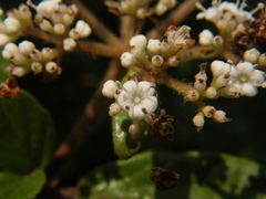 Viburnum foetidum
