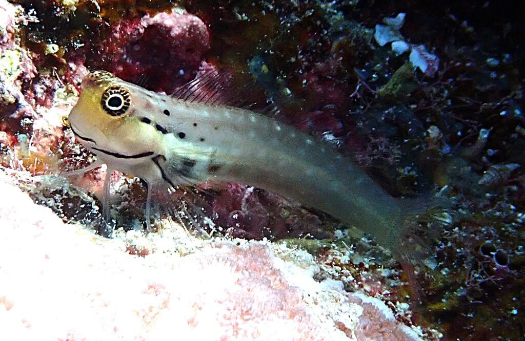 Coral blenny (Ecsenius yaeyamaensis) — Blenniidae
