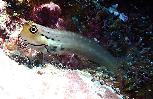 Yaeyama-slijmvis (Ecsenius yaeyamaensis) — Blenniidae