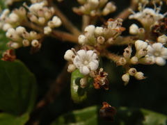 Viburnum foetidum