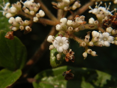 Viburnum foetidum