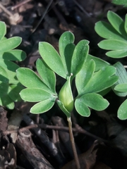 Corydalis intermedia