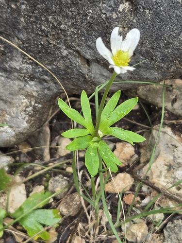 Anemone edwardsiana, photograph 2