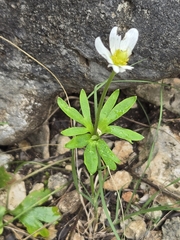 Anemone edwardsiana, photograph (c) Jo Roberts, some rights reserved (CC BY)