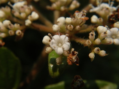 Viburnum foetidum