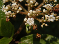 Viburnum foetidum