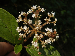 Viburnum foetidum