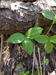 Trillium sessile