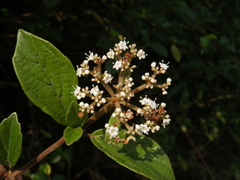 Viburnum foetidum