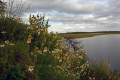 Tripleurospermum subpolare