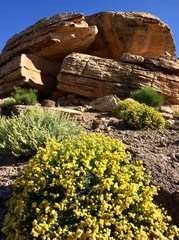 Acamptopappus sphaerocephalus