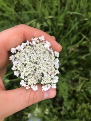 Daucus carota