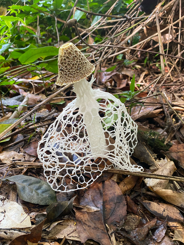bridal veil stinkhorn