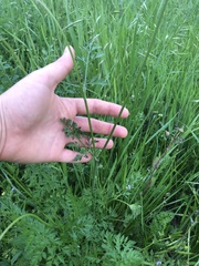Daucus carota