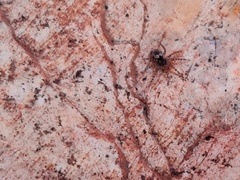 Oecobius maculatus