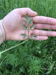 Daucus carota