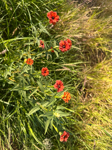 Zinnia peruviana observed 2026-05-17