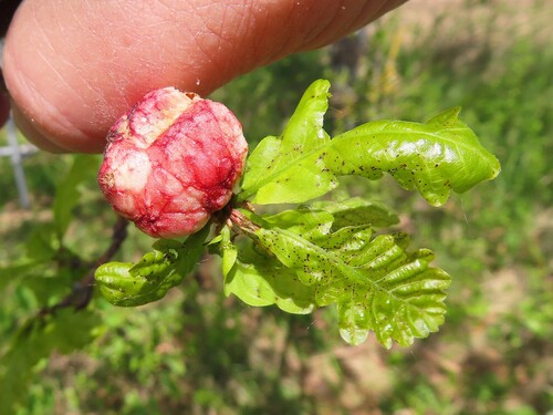 Oak Apple Gall Wasp