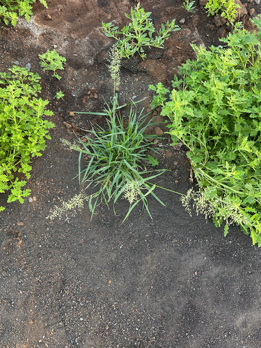 Eragrostis barrelieri observed 2026-05-17