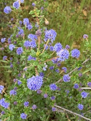 Ceanothus dentatus