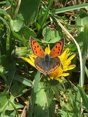 Lycaena phlaeas hypophlaeas