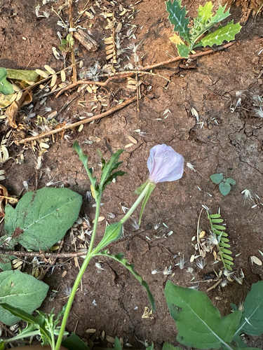 Oenothera kunthiana, 2026-05-17