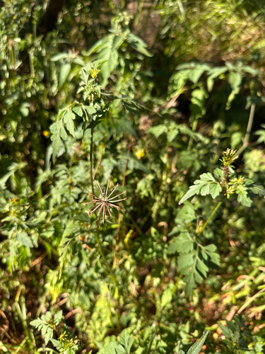 Bidens cynapiifolia observed 2026-05-17