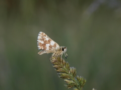 Spialia sertorius