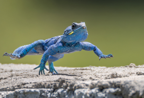 Yemen rock agama