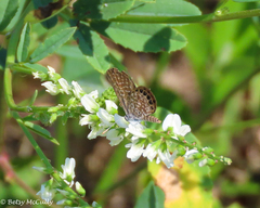 Brephidium pseudofea