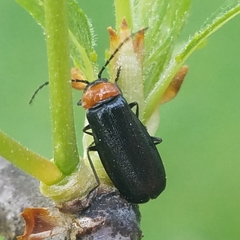 Silinae