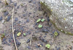 Dichondra repens
