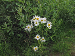 Tripleurospermum subpolare