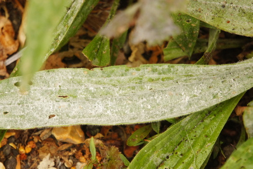 Podosphaera plantaginis