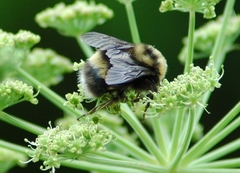 Bombus mckayi