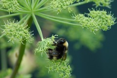 Bombus mckayi