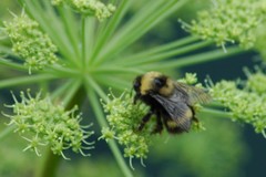 Bombus mckayi
