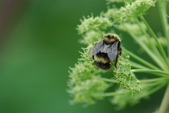 Bombus mckayi