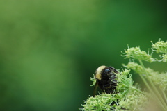 Bombus mckayi