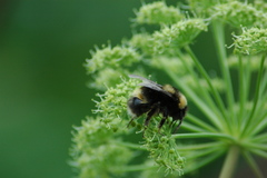 Bombus mckayi