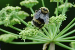 Bombus mckayi