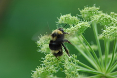 Bombus mckayi