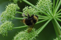 Bombus mckayi