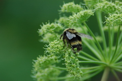 Bombus mckayi