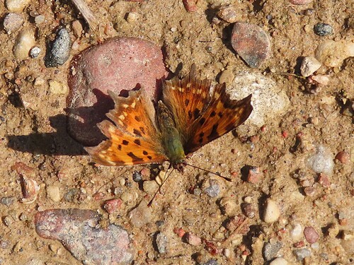 European Comma