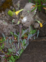Chondrilla chondrilloides